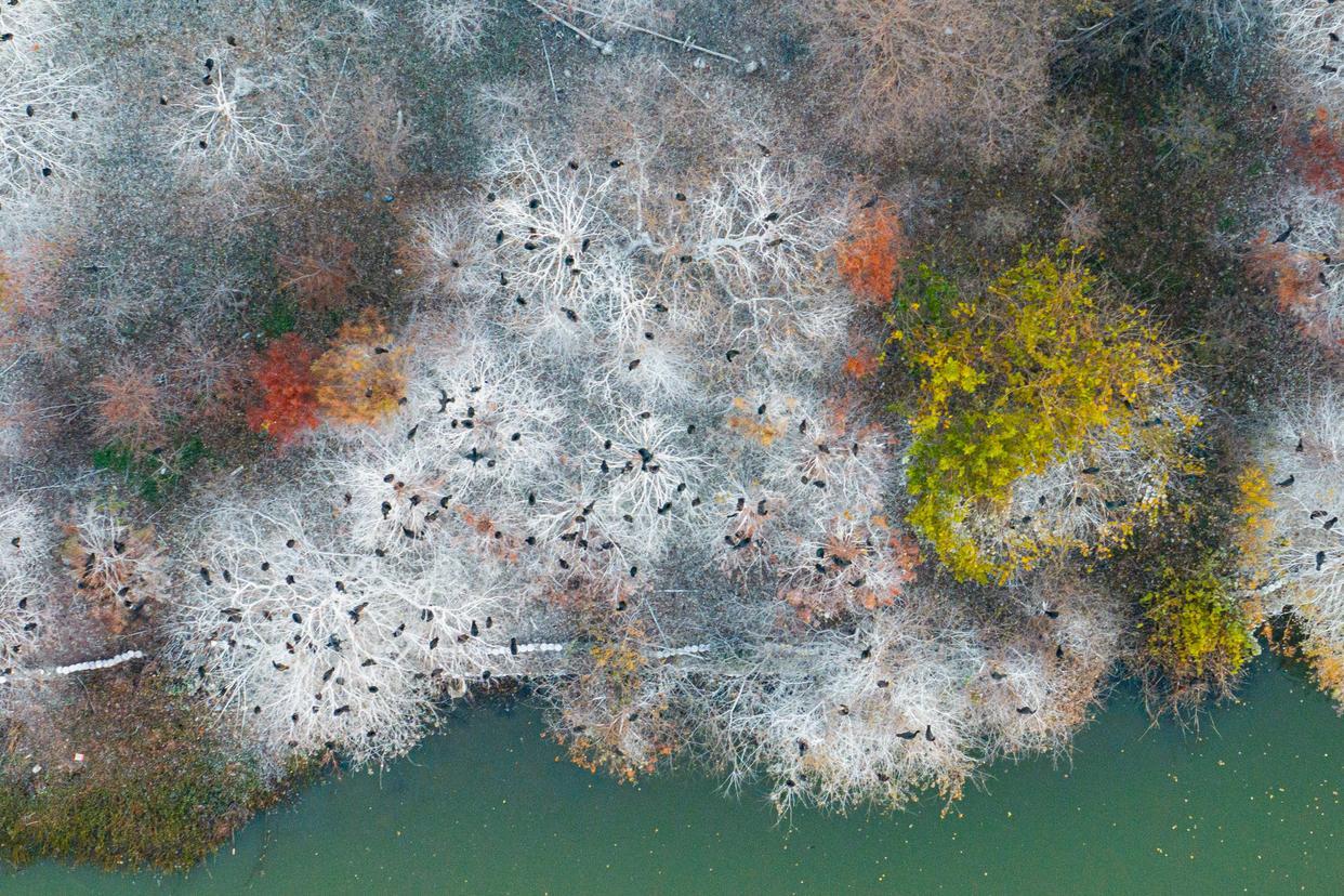 12月16日,鸟儿在武汉市东湖风景区的树上栖息(无人机照片)。新华社记者 肖艺九 摄