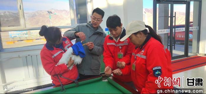 图为甘肃盐池湾国家级自然保护区工作人员在救助白鹭　肃北县委宣传部供图