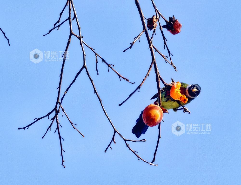 2025年12月14日，江西省分宜县钤山镇龙源村，数只领雀嘴鹎在挂满柿子的枝头穿梭、嬉戏觅食，形成冬季里一抹灵动温暖的风景。