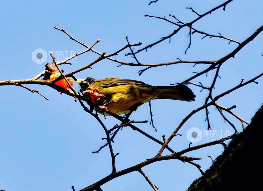 2025年12月14日，江西省分宜县钤山镇龙源村，数只领雀嘴鹎在挂满柿子的枝头穿梭、嬉戏觅食，形成冬季里一抹灵动温暖的风景。