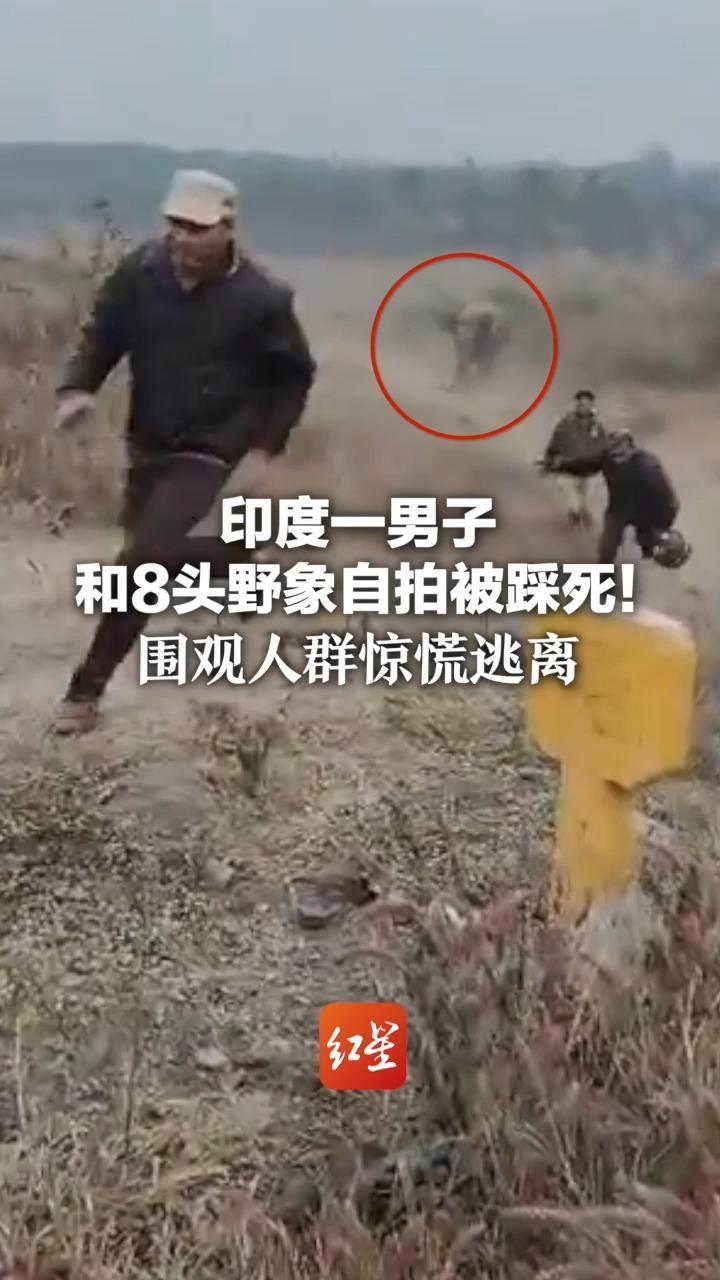 印度一男子和8头野象自拍被踩死！围观人群惊慌逃离 当地24小时内发生多起大象踩踏事件