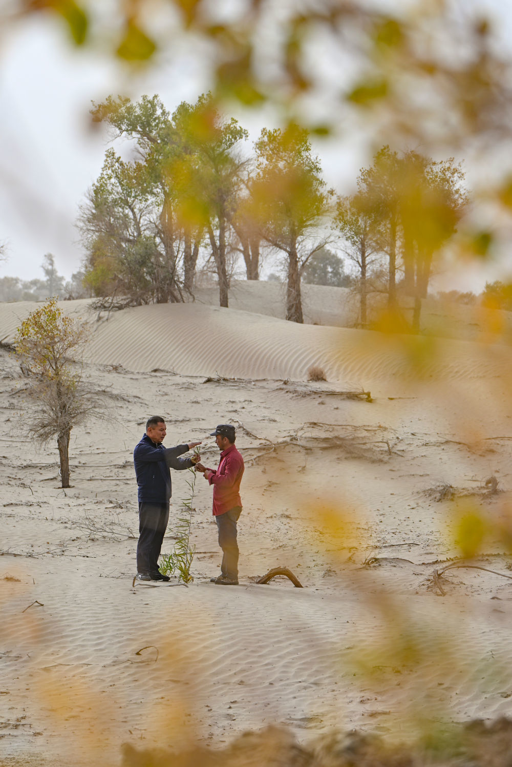 2025年9月19日，新疆巴音郭楞蒙古自治州尉犁县国有林管理局护林员艾力&middot;尼亚孜（左）和同事在管护一株新长出的胡杨树苗。
