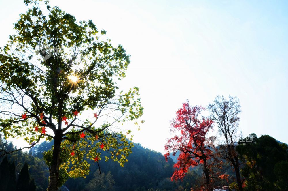 江西永新：冬日红枫扮靓红色景区（图）