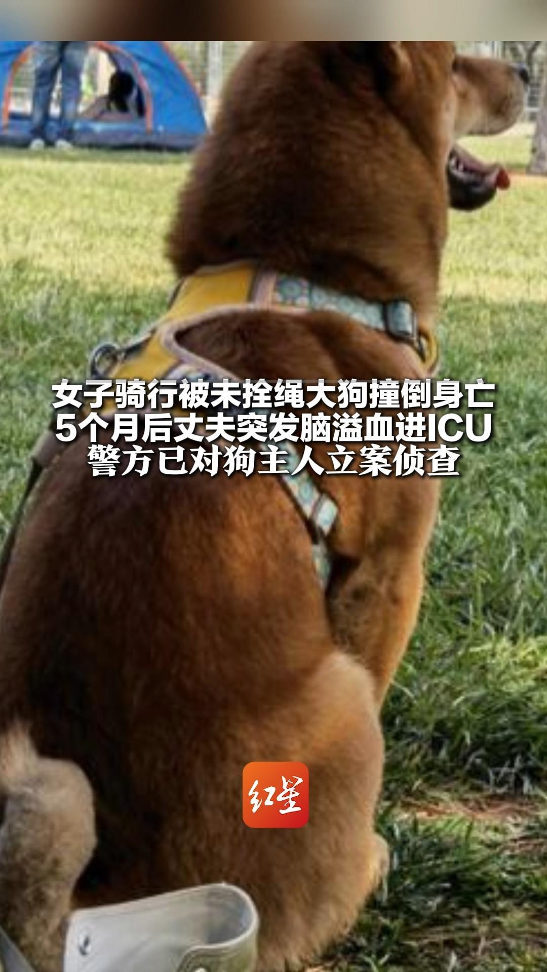 女子骑行被未拴绳大狗撞倒身亡 5个月后丈夫突发脑溢血进ICU 家中还有3个孩子两个老人 警方已对狗主人立案侦查
