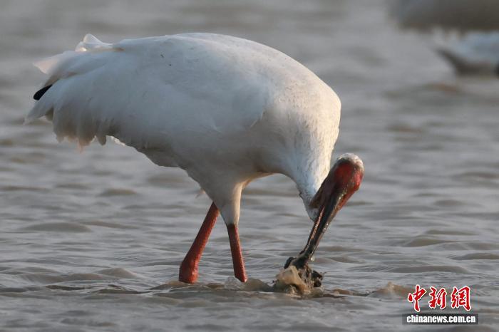 南昌：成群候鸟鄱阳湖畔栖息觅食（图）