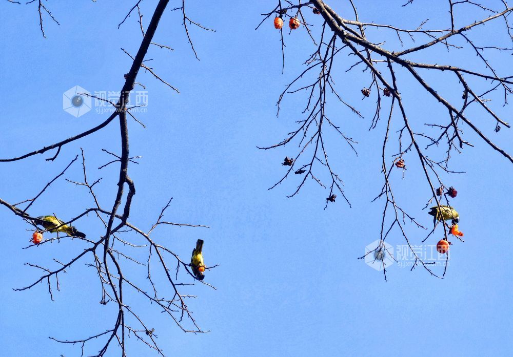 2025年12月14日，江西省分宜县钤山镇龙源村，数只领雀嘴鹎在挂满柿子的枝头穿梭、嬉戏觅食，形成冬季里一抹灵动温暖的风景。