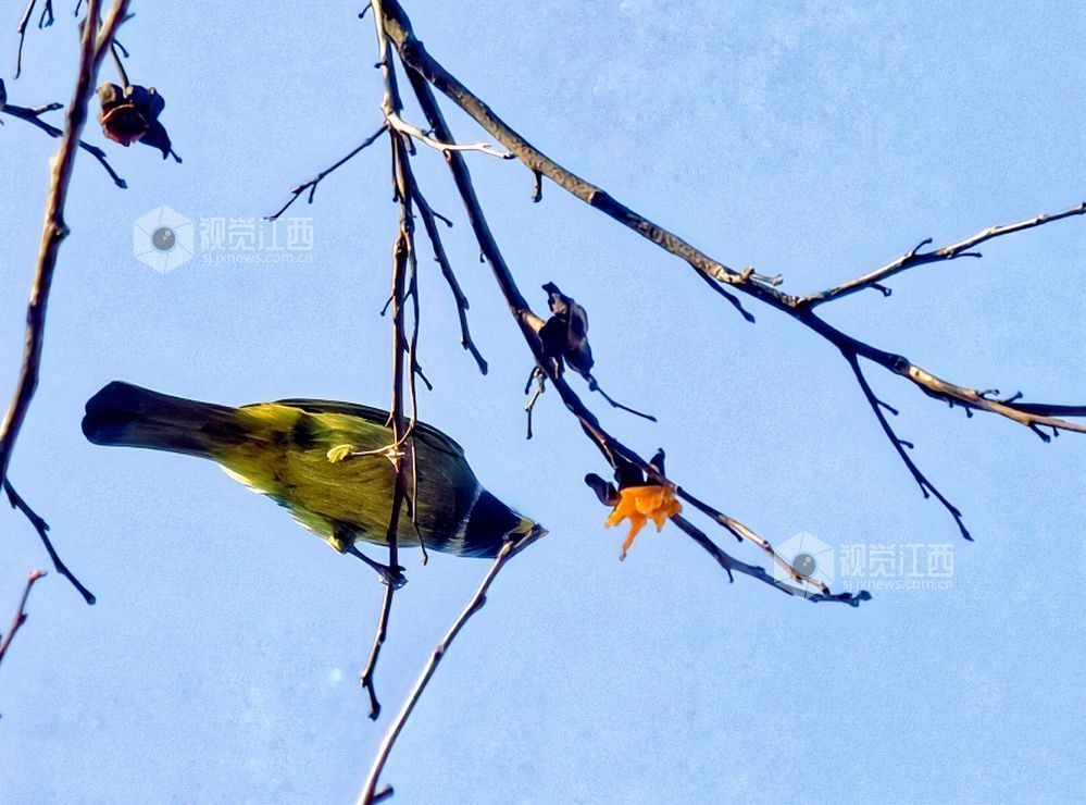2025年12月14日，江西省分宜县钤山镇龙源村，数只领雀嘴鹎在挂满柿子的枝头穿梭、嬉戏觅食，形成冬季里一抹灵动温暖的风景。