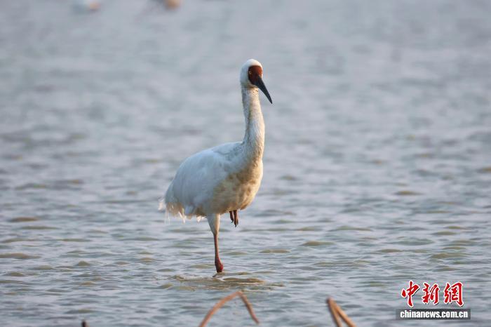 南昌：成群候鸟鄱阳湖畔栖息觅食（图）
