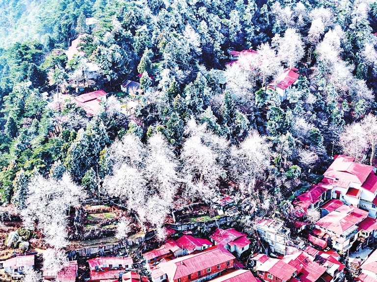 庐山风景区冬韵醉游人 冷空气“绘”出超美雾凇