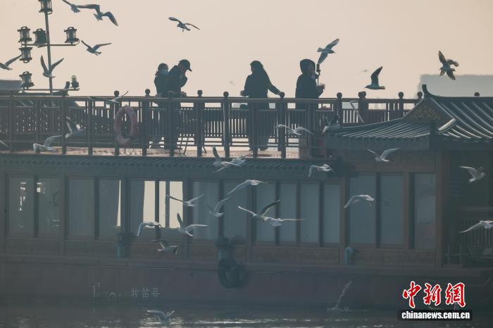 湖北武汉：越冬红嘴鸥化身“冬日舞者”与人同游