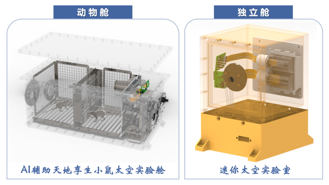 西工大助力小鼠“航天員”啟程!