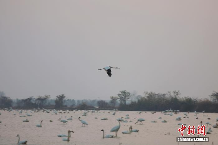 南昌：成群候鸟鄱阳湖畔栖息觅食（图）