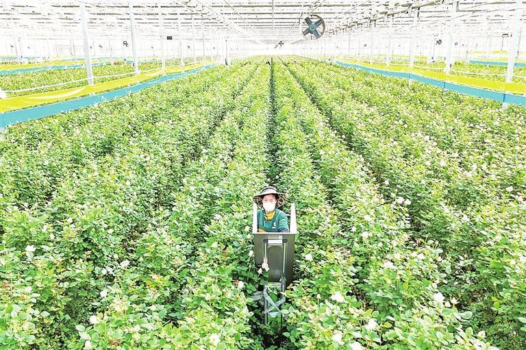 现代化的智能玻璃温室 兰州新区报记者 魏晓倩 摄