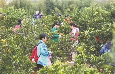 游客在凤凰沟采摘橘子