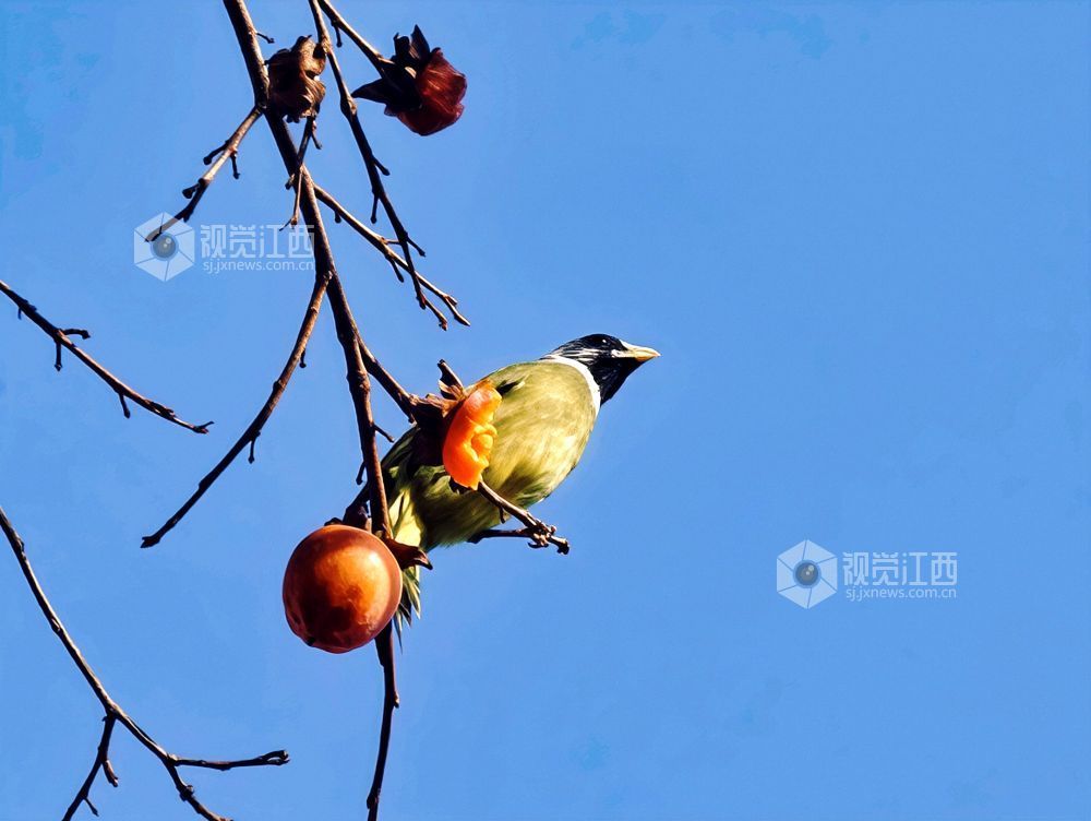 2025年12月14日，江西省分宜县钤山镇龙源村，数只领雀嘴鹎在挂满柿子的枝头穿梭、嬉戏觅食，形成冬季里一抹灵动温暖的风景。