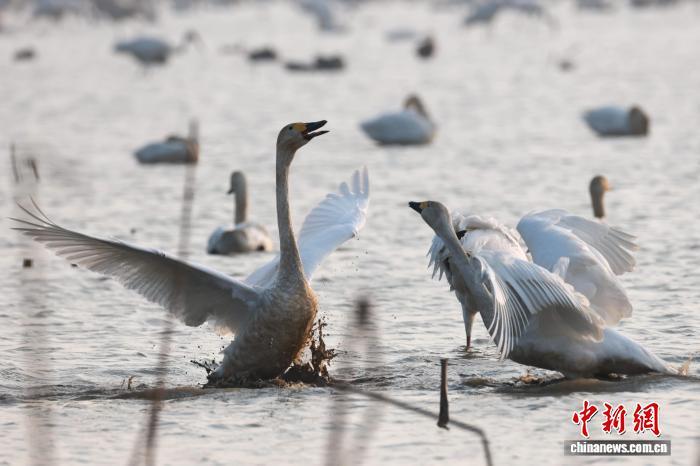 南昌：成群候鸟鄱阳湖畔栖息觅食（图）