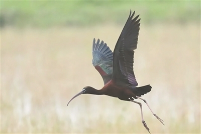 时隔8年再次现身! 两只彩鹮飞抵南昌五星白鹤保护小区