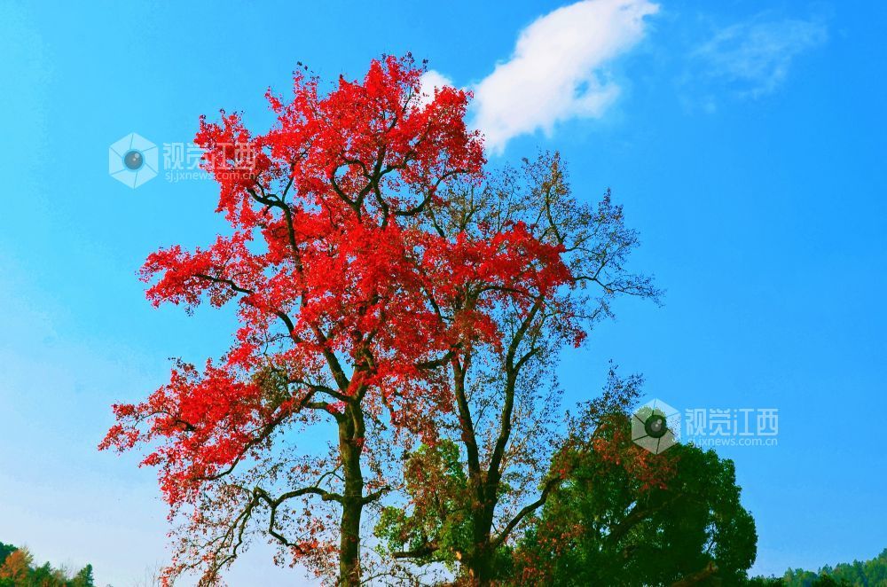 江西永新：冬日红枫扮靓红色景区（图）