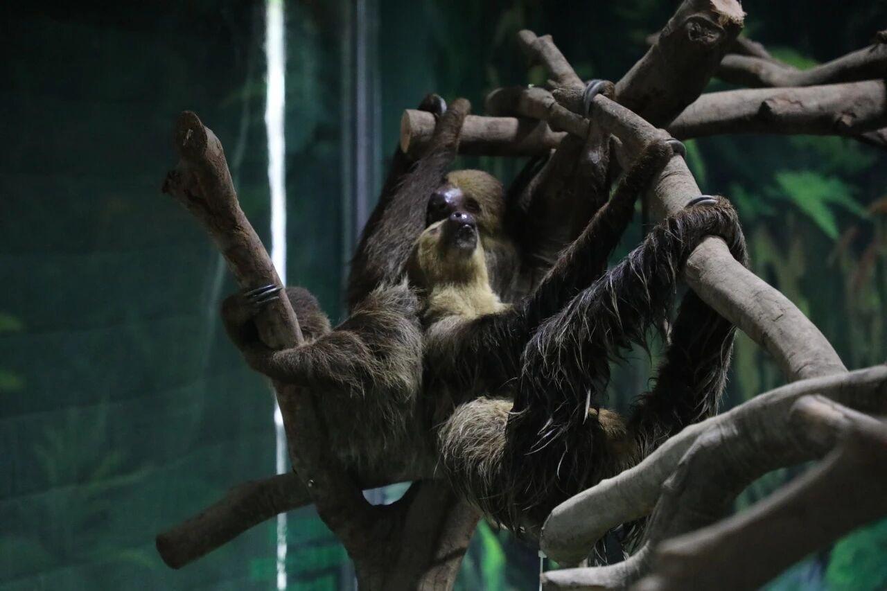 地暖、暖風(fēng)機(jī)、恒溫泳池 動(dòng)物園“萌寶”們的“頂配”溫暖生活