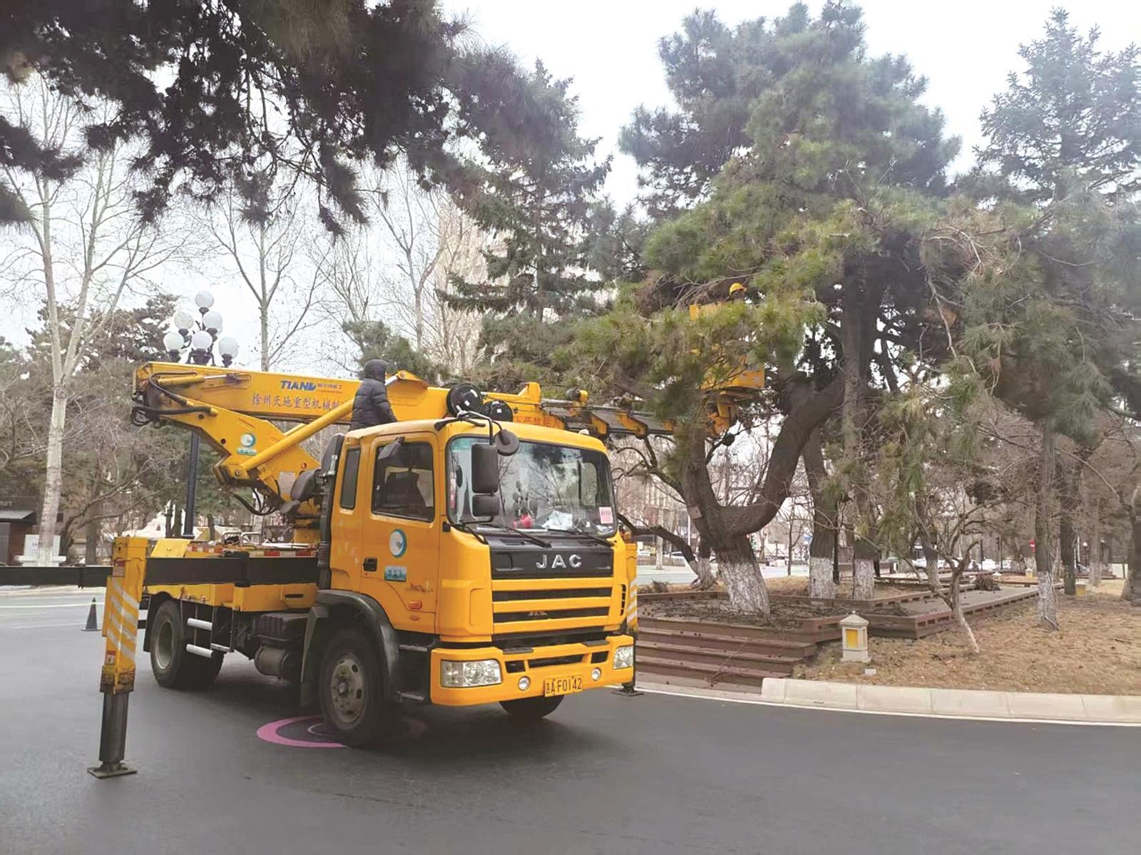 对黑皮油松开展修剪作业 绿管中心供图