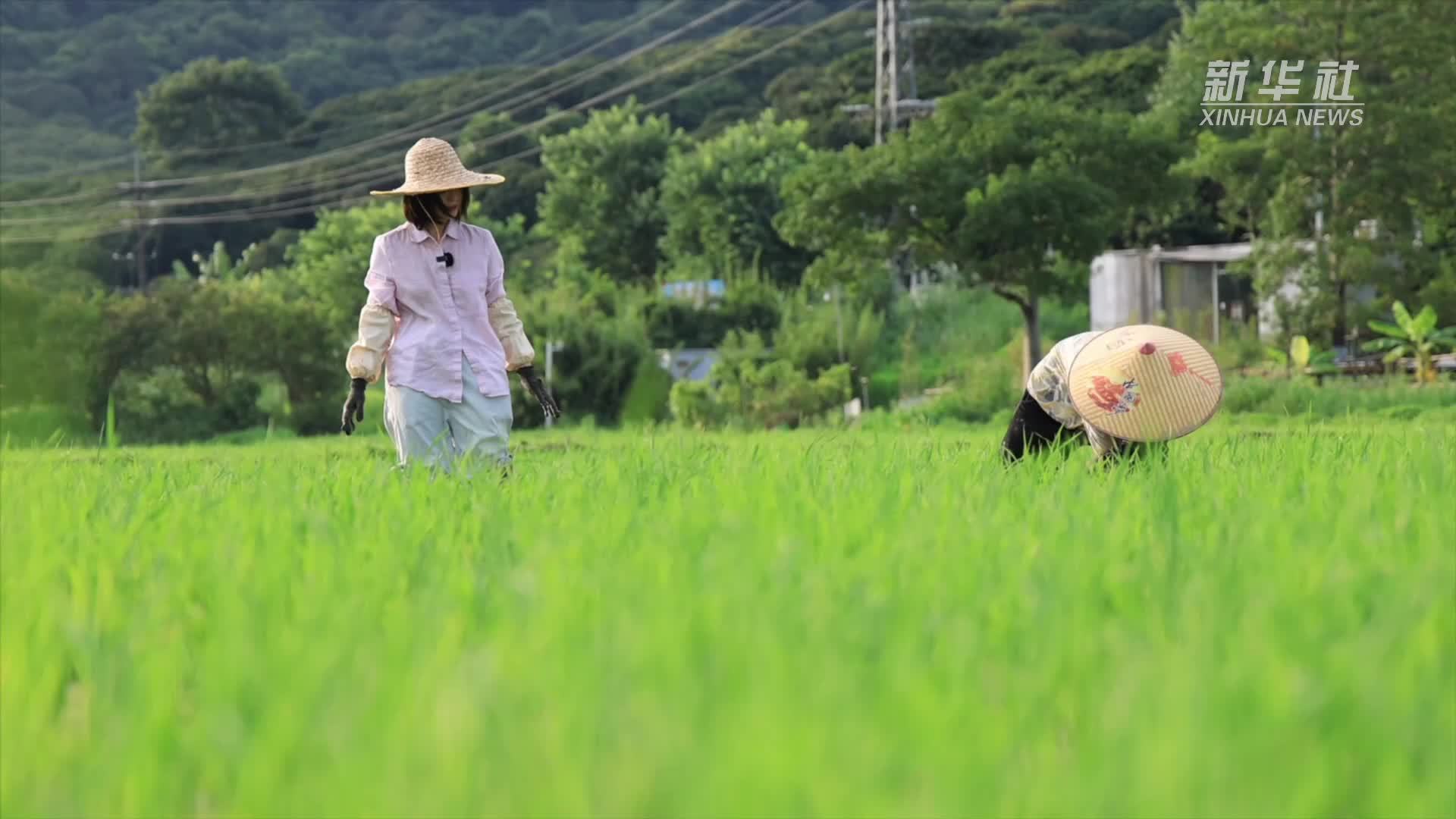 纪录片｜和稻田的一百天