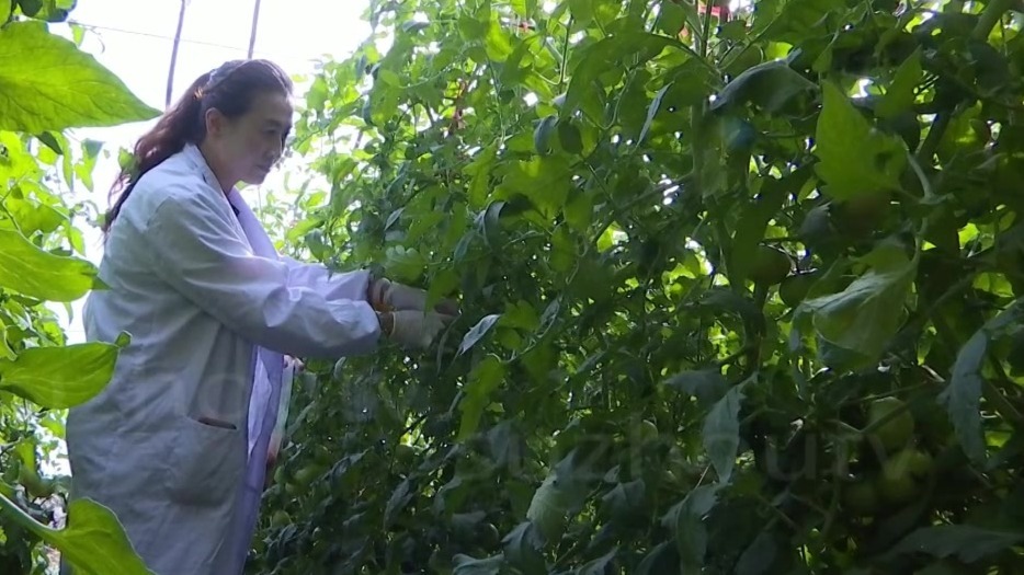 绿色食品认证成效显著　甘肃肃州咋做到的