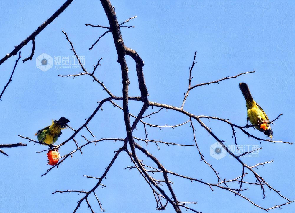 2025年12月14日，江西省分宜县钤山镇龙源村，数只领雀嘴鹎在挂满柿子的枝头穿梭、嬉戏觅食，形成冬季里一抹灵动温暖的风景。