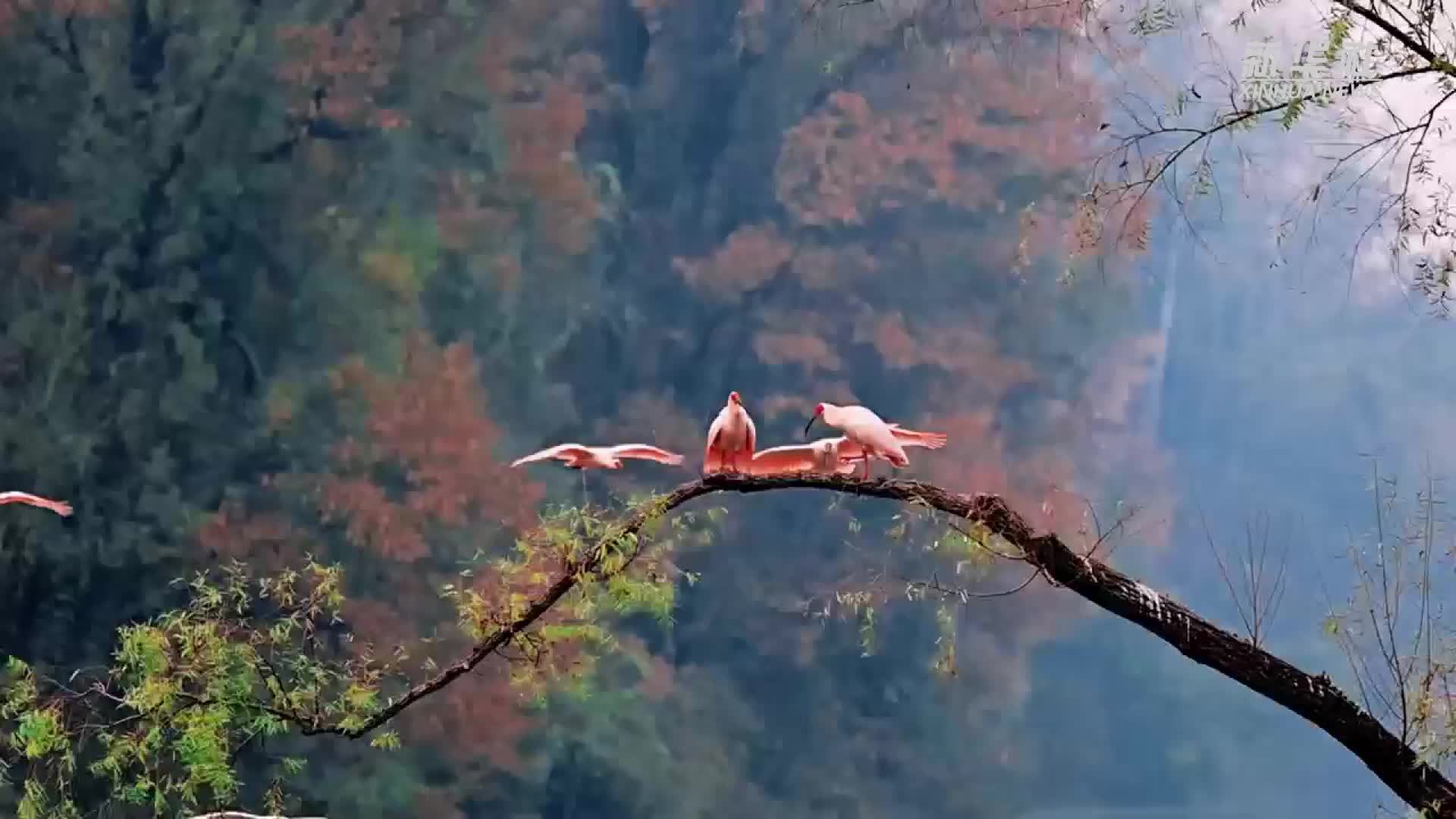 冬日暖阳下 朱鹮浪漫“秀恩爱”