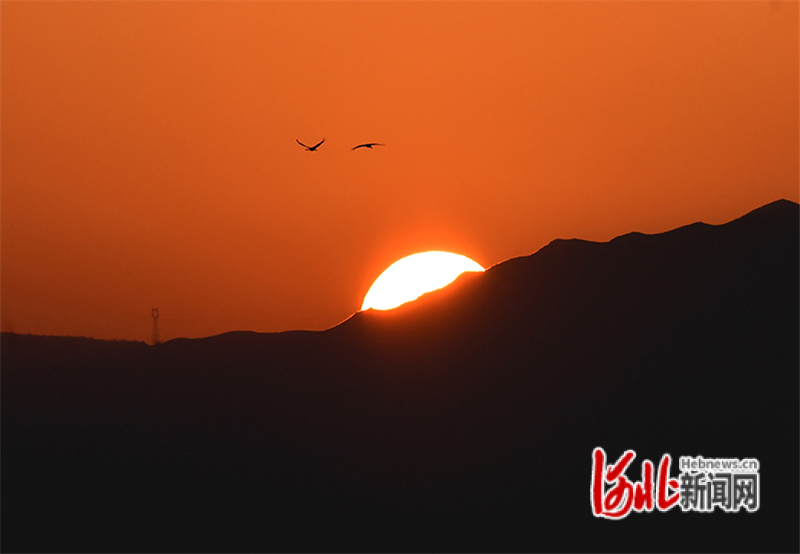 12月16日，傍晚，一群灰鹤在张家口市怀来县官厅水库国家湿地公园迎着太阳展翅飞舞。
