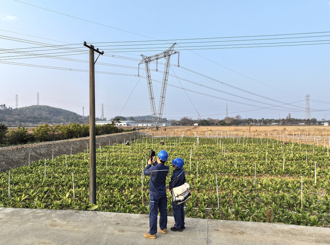 佛山南海供电局里水供电所工作人员检查相关低压线路设备。（林咏菁 摄）