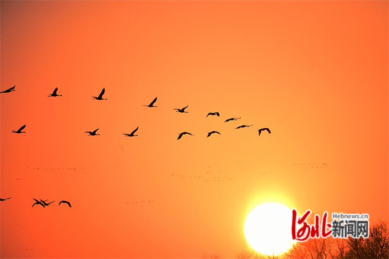 12月16日，傍晚，一群灰鹤在张家口市怀来县官厅水库国家湿地公园迎着太阳展翅飞舞。