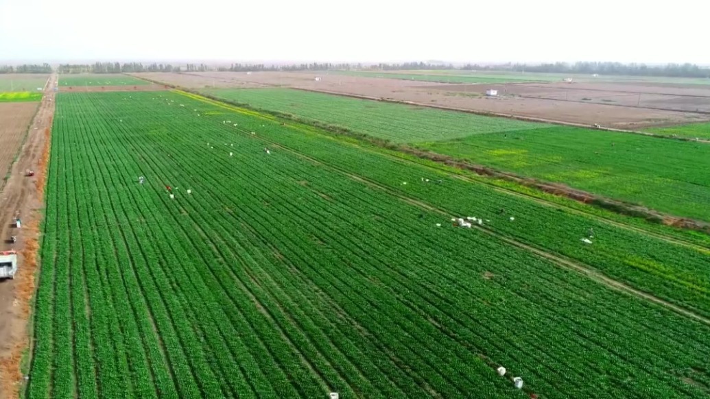 推动高标准农田建设提质增效　甘肃肃州这样干