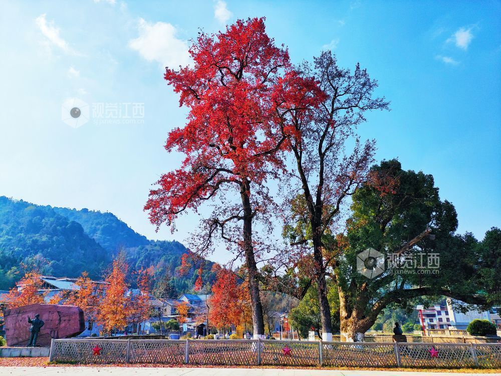 江西永新：冬日红枫扮靓红色景区（图）