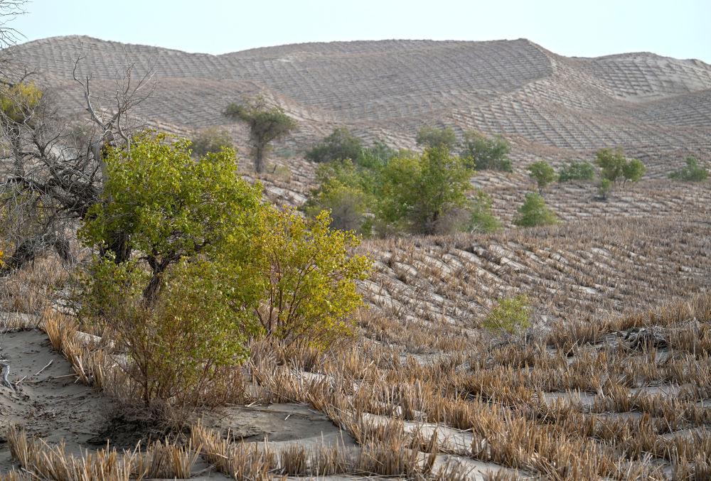 这是2025年9月19日在新疆巴音郭楞蒙古自治州尉犁县拍摄的野生胡杨和草方格。