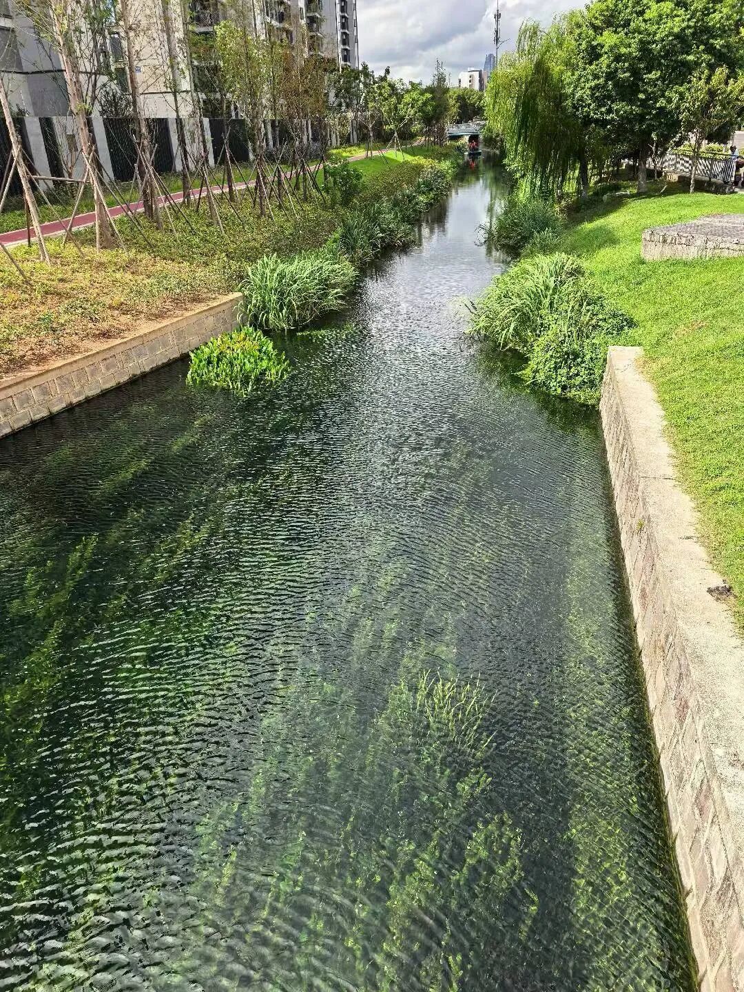 明一河清波见底,在附近散步的杨先生用手机定格下了这幅画面