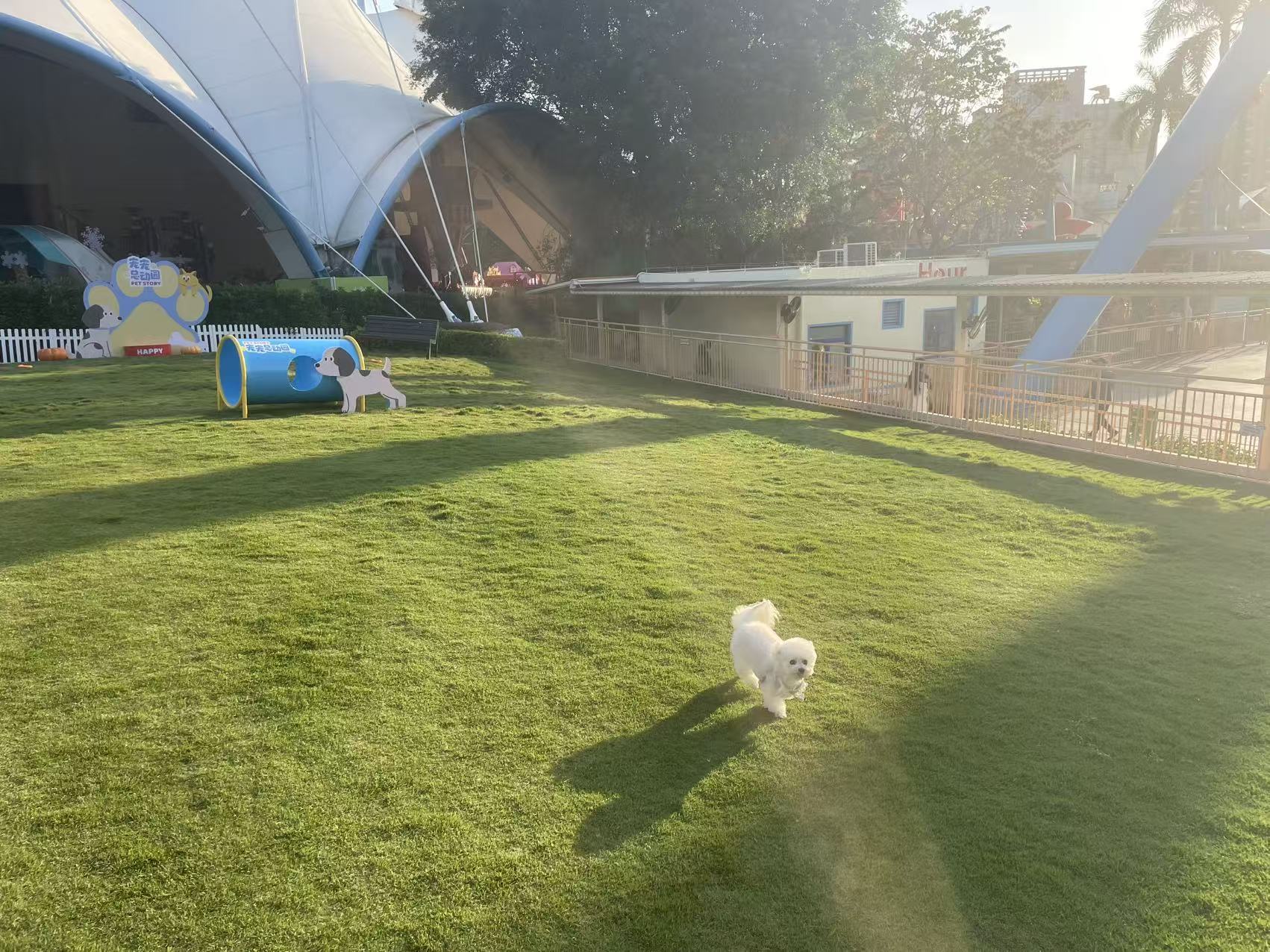宠物草坪