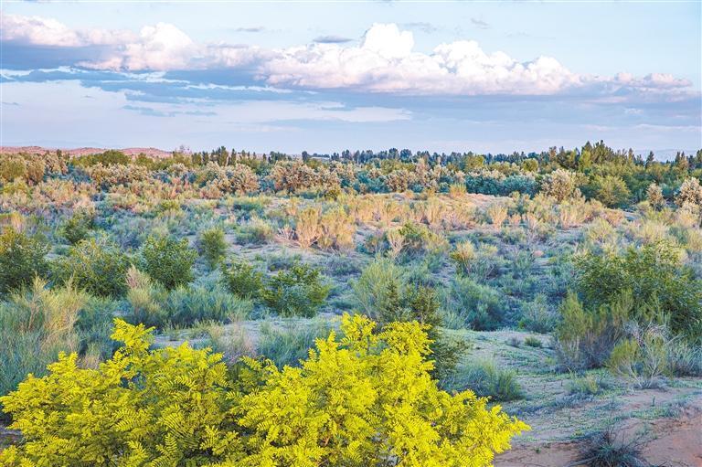经过40多年的持续治理，古浪县八步沙林场草木葱茏，绿意盎然。新甘肃&middot;甘肃日报通讯员　刘怀裕