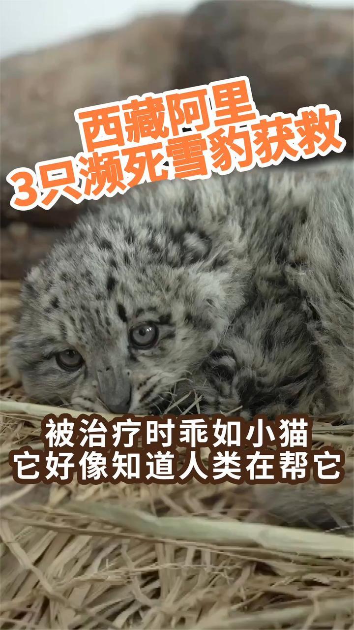 西藏阿里3只濒死雪豹获救 遭母亲遗弃瘦到皮包骨 治疗时乖如小猫