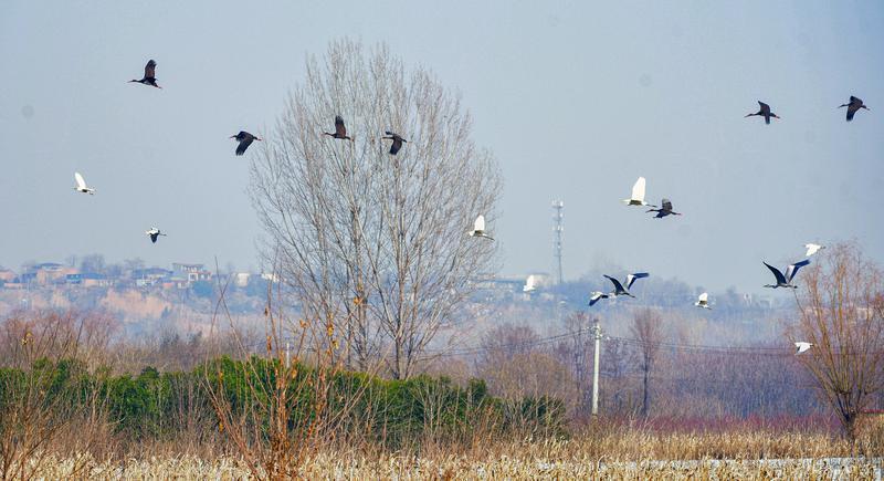 在十里蛤蟆滩稻花乡里农业园区,黑鹳与白鹭齐飞