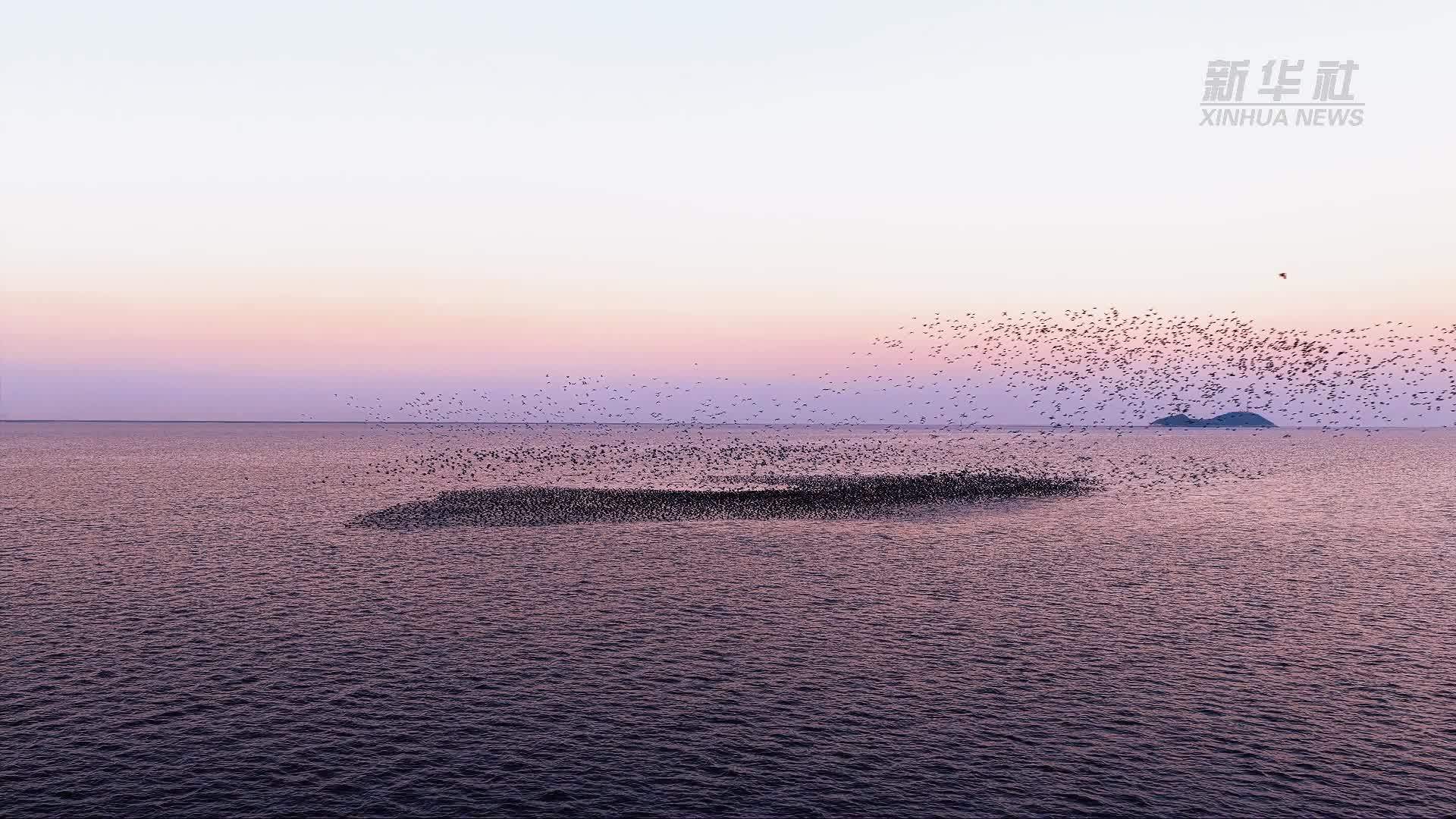 江苏连云港湿地万鸟翔集“鸟浪”如鲸跃天际