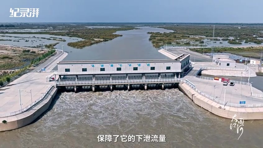 大国江河｜胡杨千年 “河”以新生