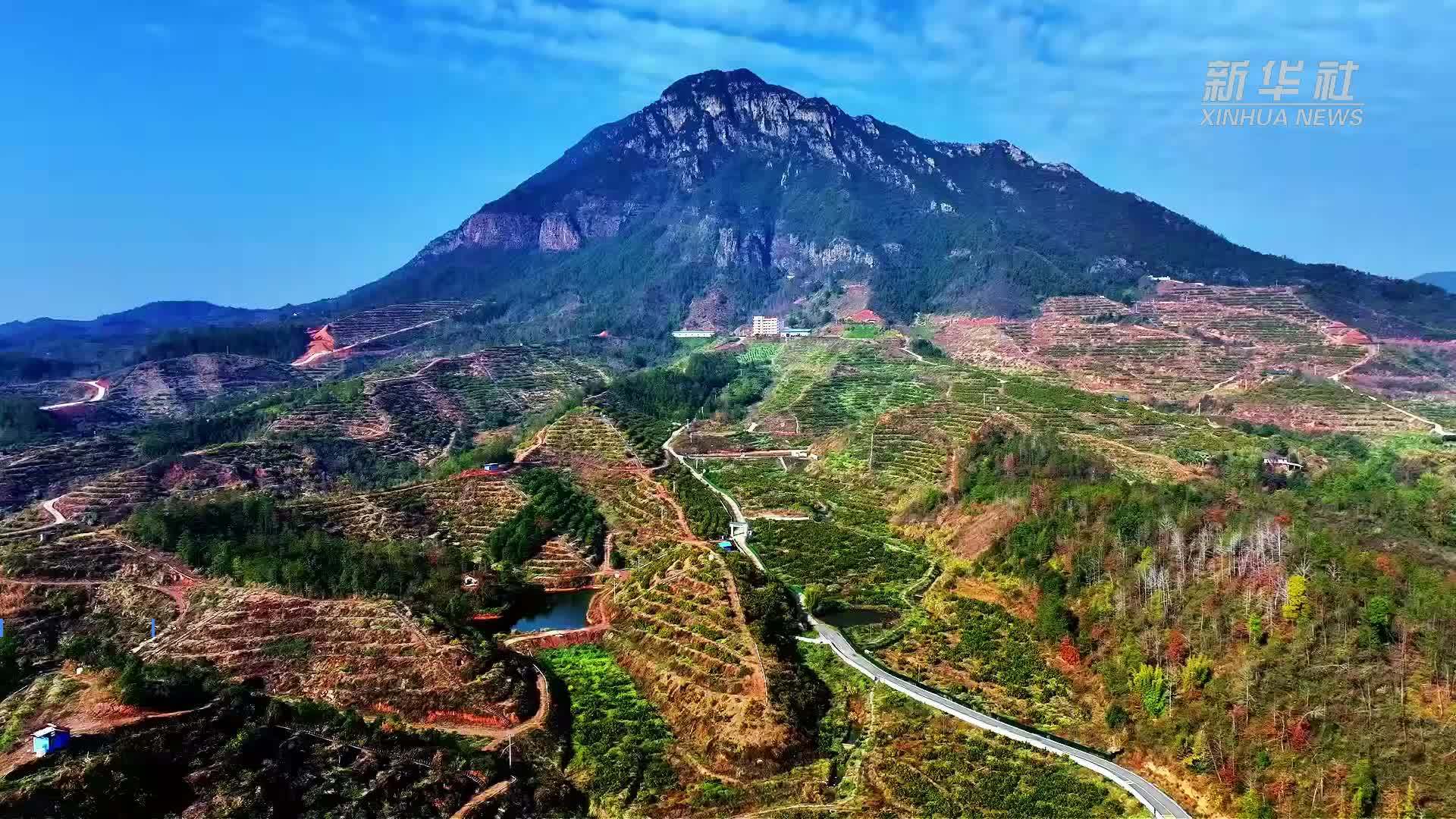 江西上犹：千亩沃柑喜迎丰收