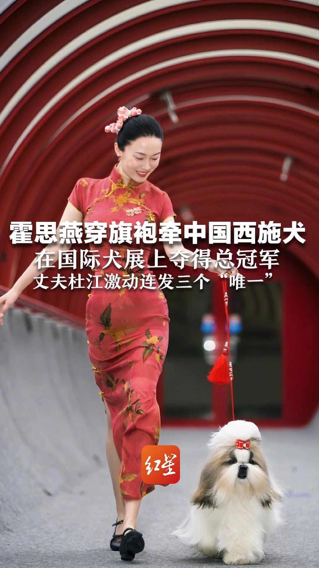 霍思燕穿旗袍牵中国西施犬 在国际犬展上夺得总冠军 丈夫杜江激动连发三个“唯一”“唯一的中国团队，展示东方优雅”