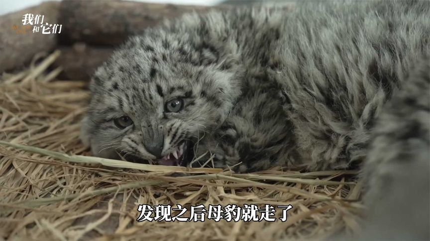 西藏阿里3只濒死雪豹获救，遭母亲遗弃，瘦到皮包骨
