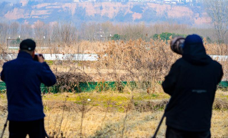 鸟友们在十里蛤蟆滩稻花乡里农业园区拍摄黑鹳