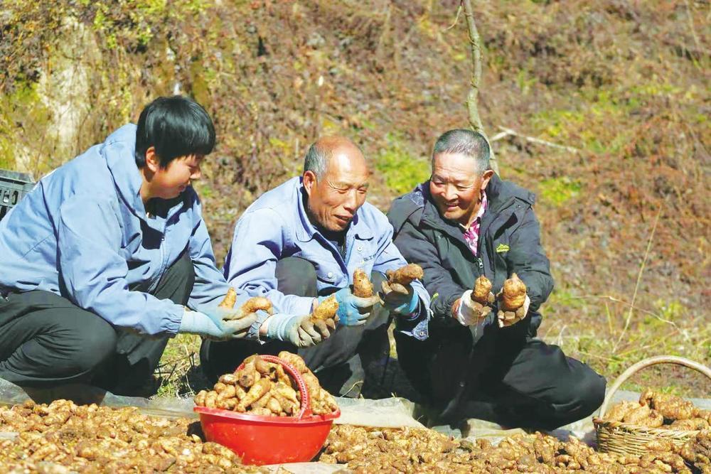 成县纸坊镇天麻种植户在采收天麻