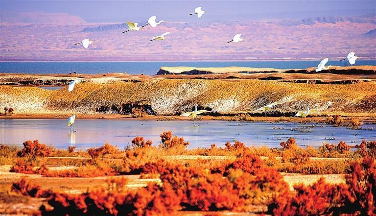 白墩子盐沼国家湿地公园内水鸟翩跹