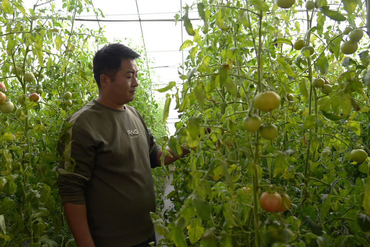 2025年11月14日,甘肃省酒泉市肃州区金佛寺镇上三截村村民李军国在查看番茄长势。新华社记者 王朋 摄