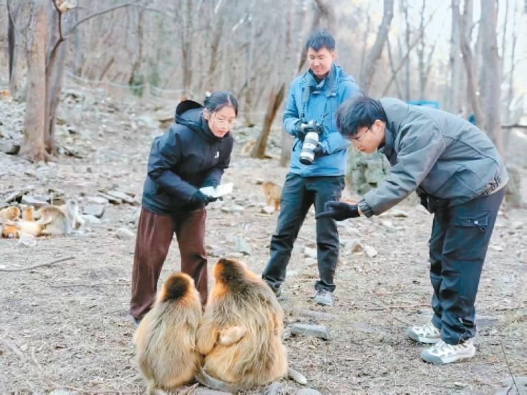 双庙子保护站的工作人员正在观察记录川金丝猴生活状态。