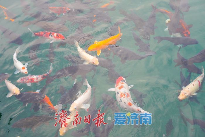 一年四季 泉在济南丨金叶映泉 珍珠泉冬日诗境惹人醉